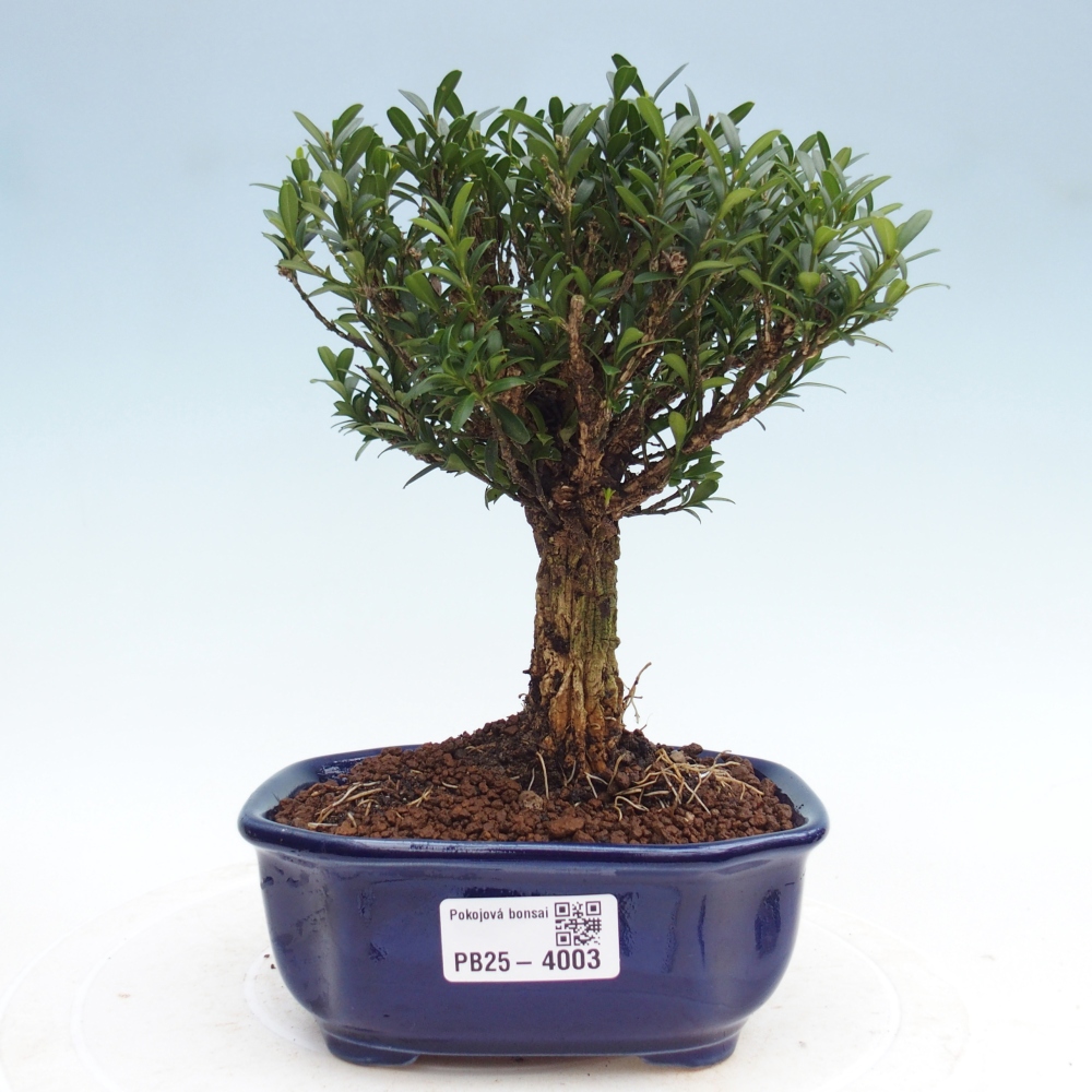 Pokojová bonsai - Buxus harlandii - korkový buxus