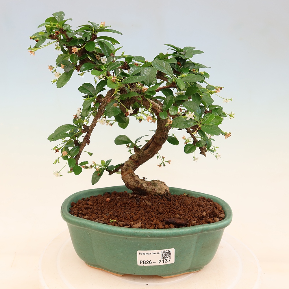 Pokojová bonsai - Carmona macrophylla - Čaj fuki