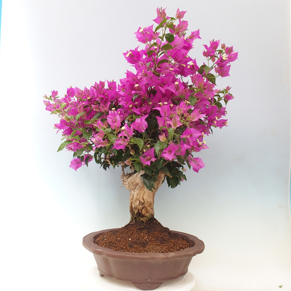 Pokojová bonsai - Bouganwilea