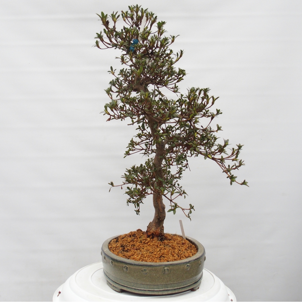 Venkovní bonsai - Japonská azalka - Azalea Akari