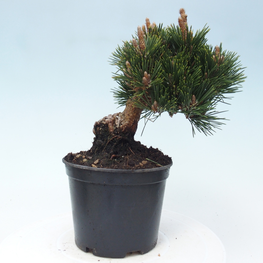 Venkovní bonsai - Pinus thunbergii senjyumaru - Borovice thunbergova