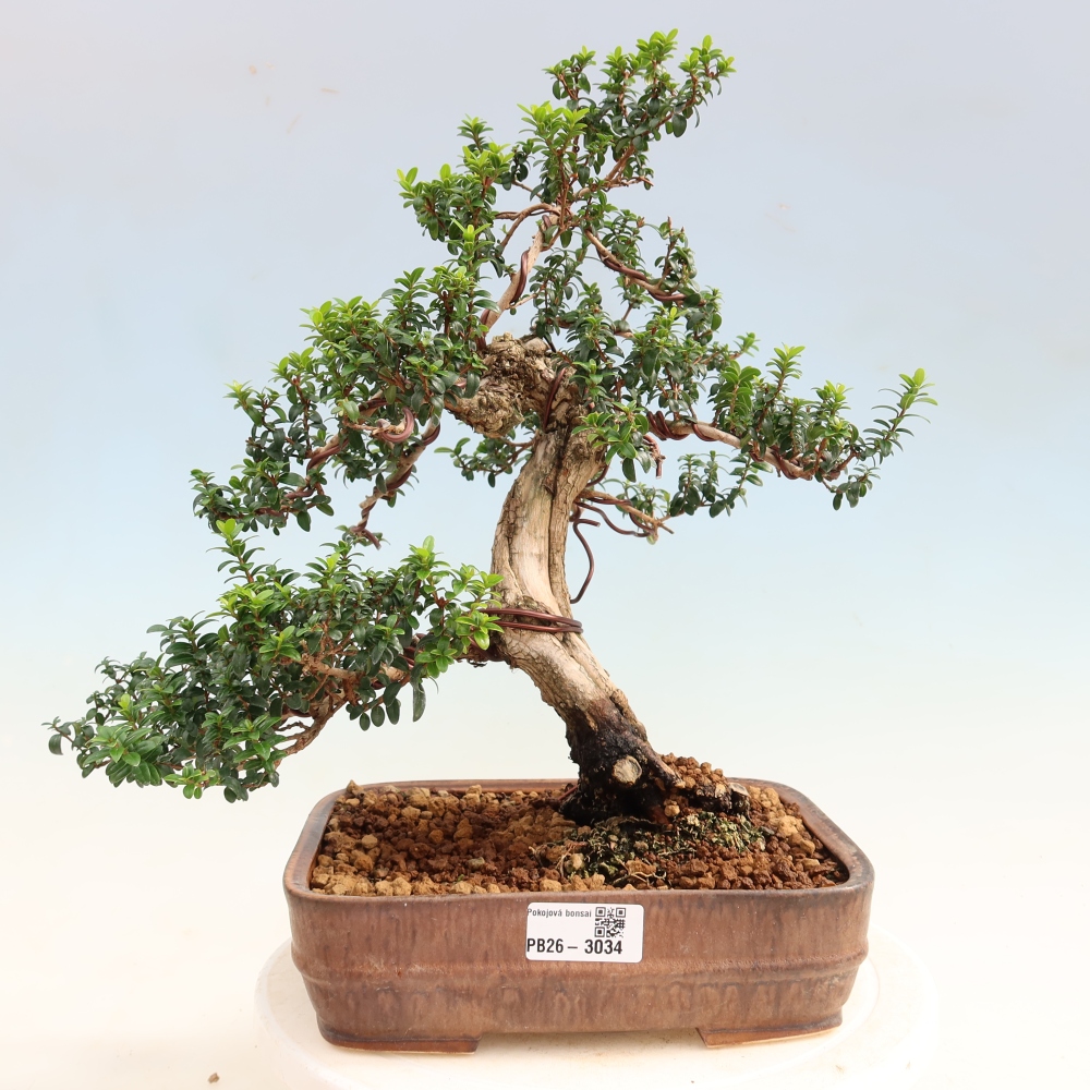 Pokojová bonsai - Myrtus communis - Myrta obecná