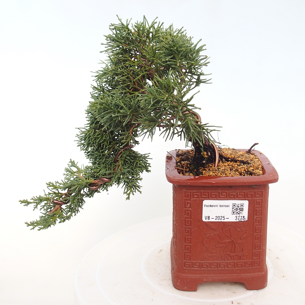 Venkovní bonsai - Juniperus chinensis Kishu -Jalovec čínský