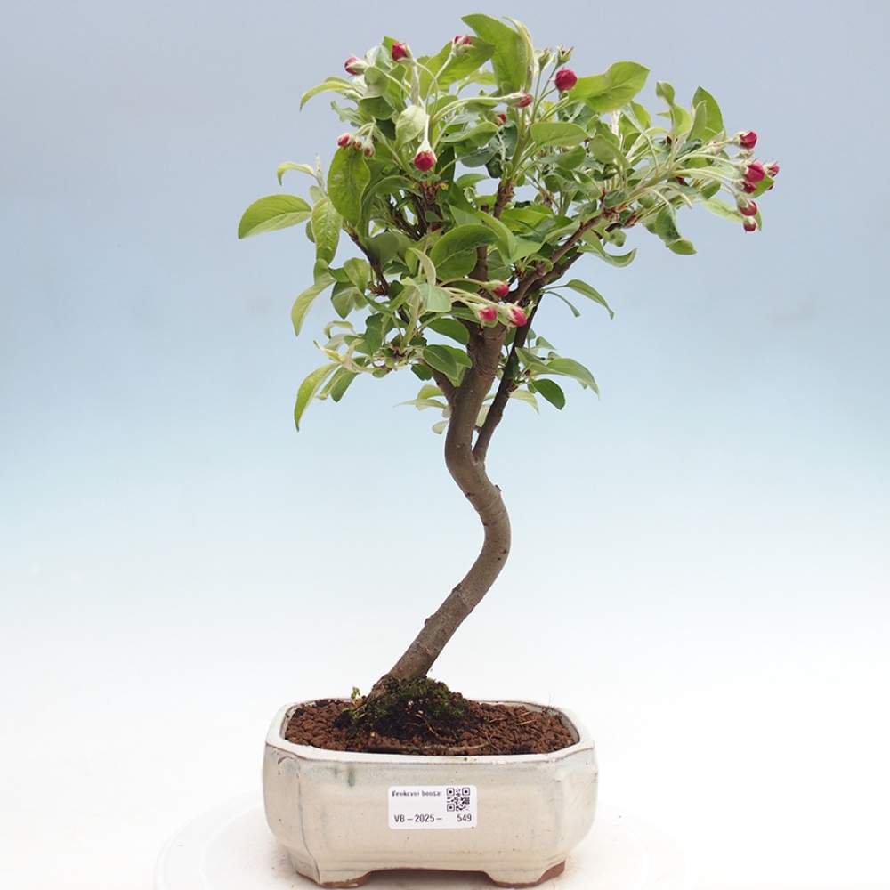 Venkovní bonsai -Malus halliana - Maloplodá jabloň