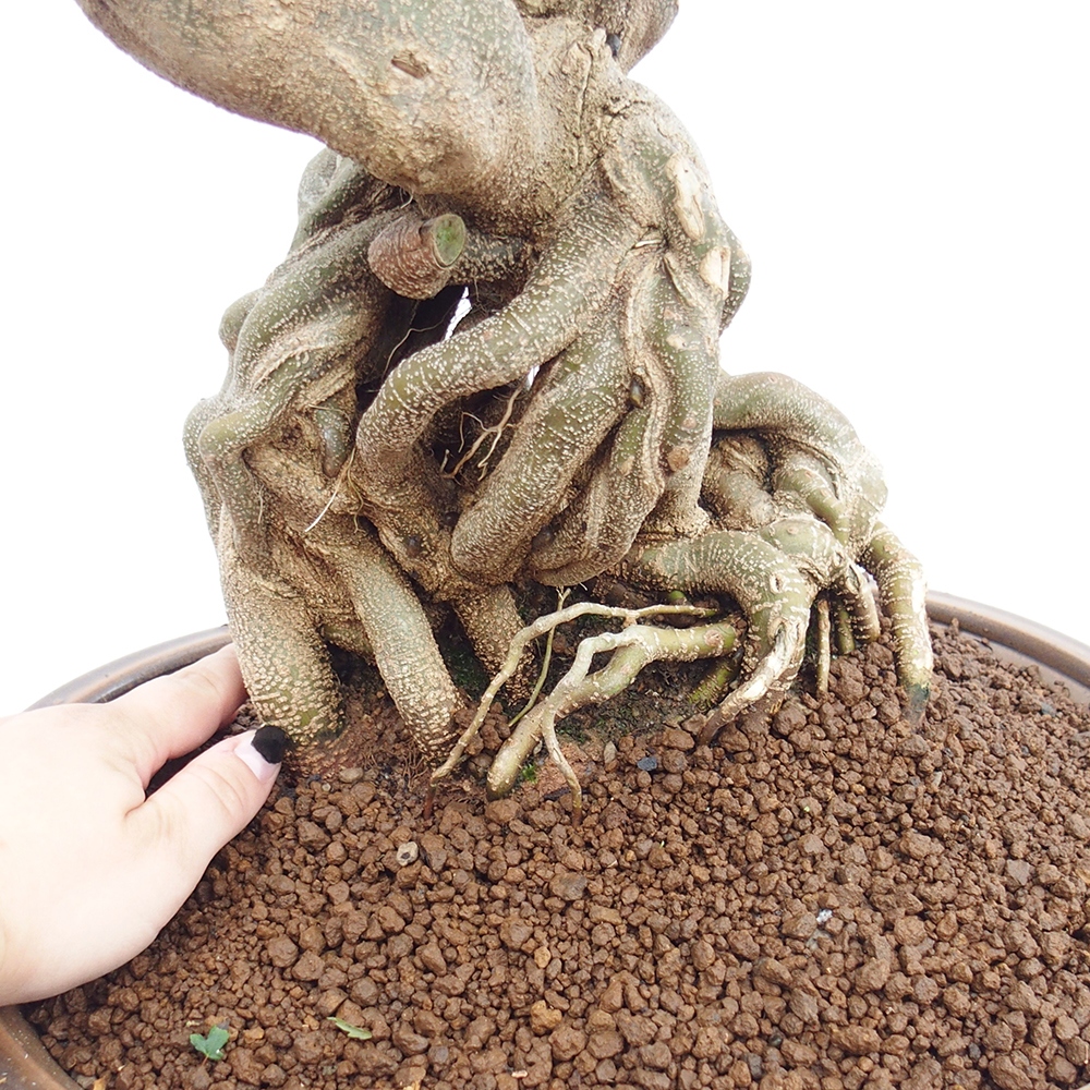 Venkovní bonsai - Acer Buergerianum - Javor Burgerův