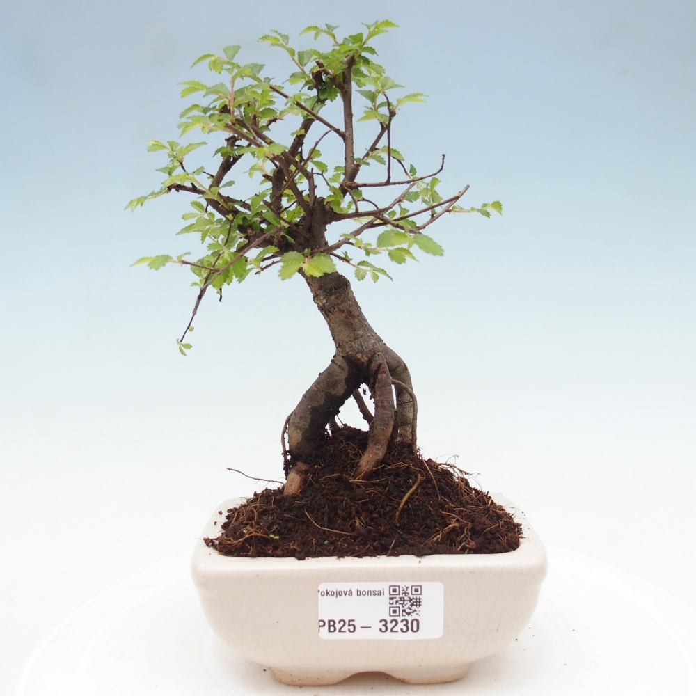 Pokojová bonsai - Ulmus parvifolia - Malolistý jilm