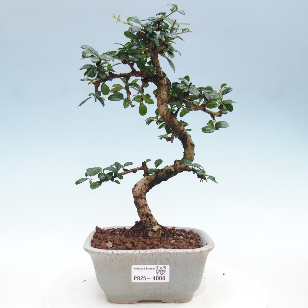 Pokojová bonsai - Carmona macrophylla - Čaj fuki