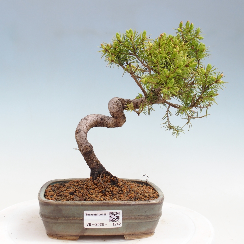 Venkovní bonsai- Smrk kulovitý - Picea glauca globe