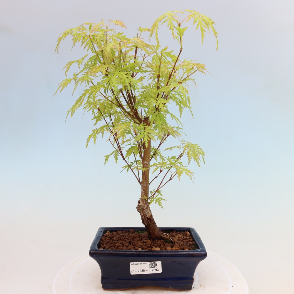 Venkovní bonsai - Acer palmatum Dissectum - Javor dlanitolistý 
