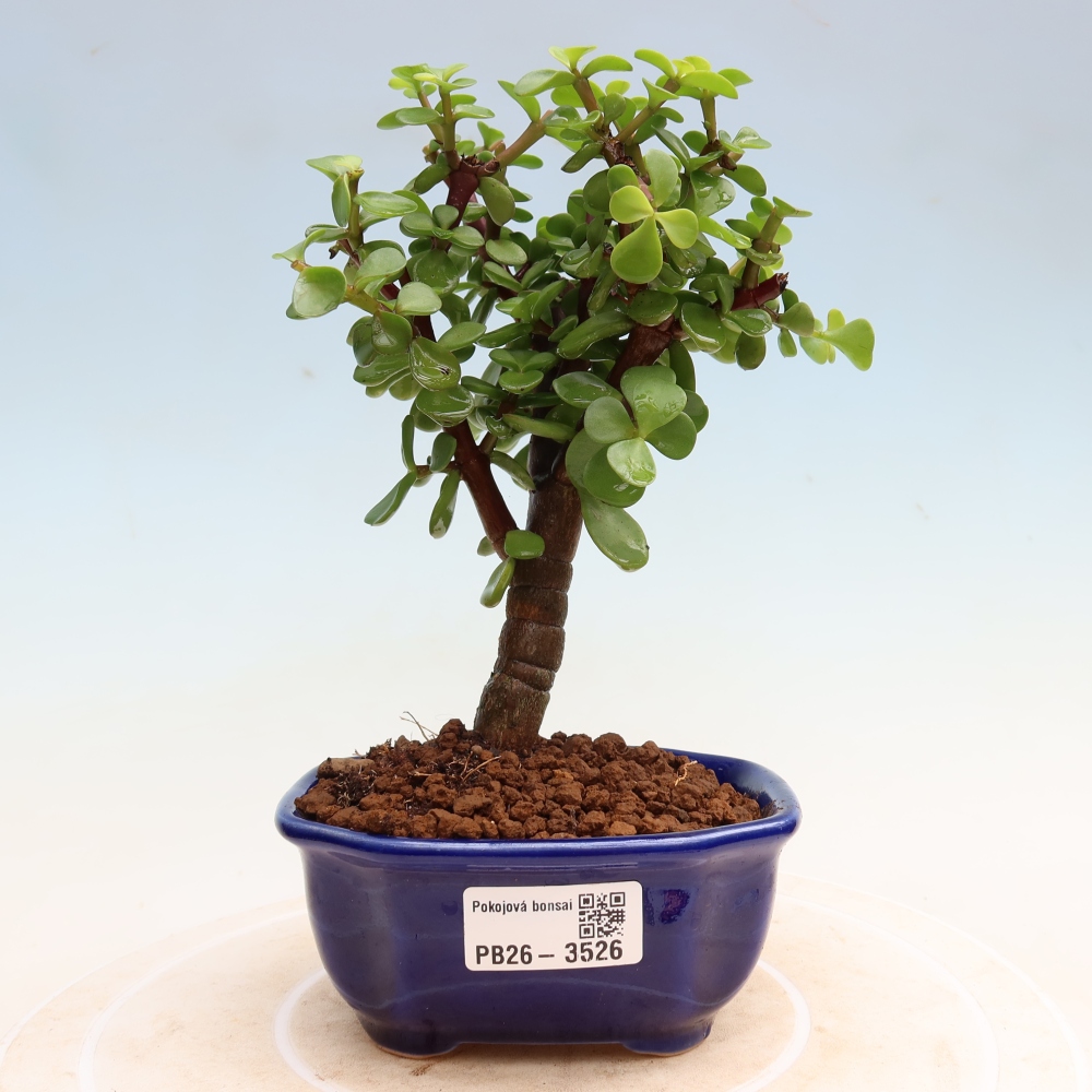 Pokojová bonsai - Portulakaria Afra - Tlustice
