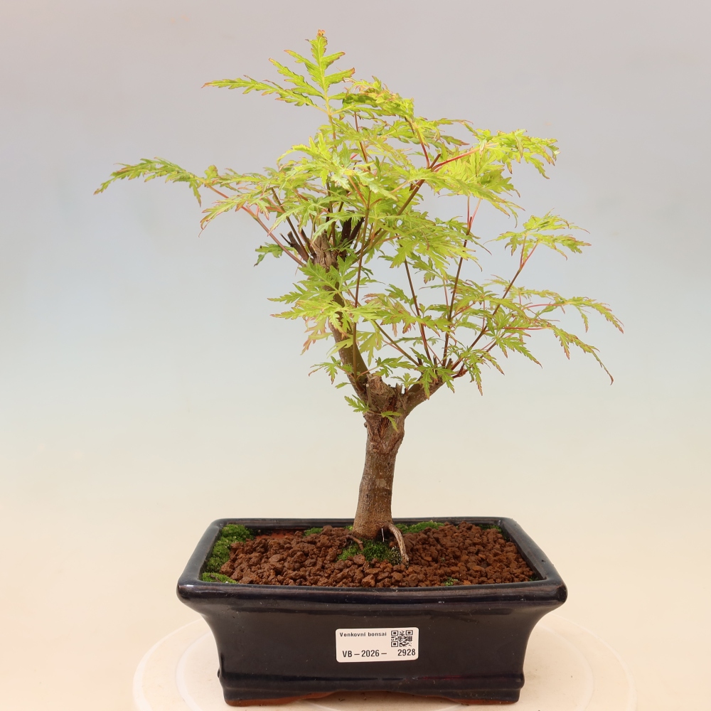 Venkovní bonsai - Acer palmatum Dissectum - Javor dlanitolistý 