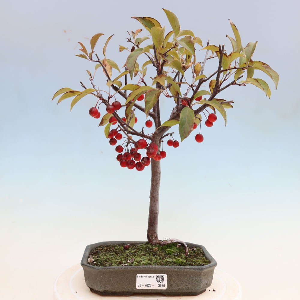 Venkovní bonsai -Malus domestica - Maloplodá jabloň červenolistá