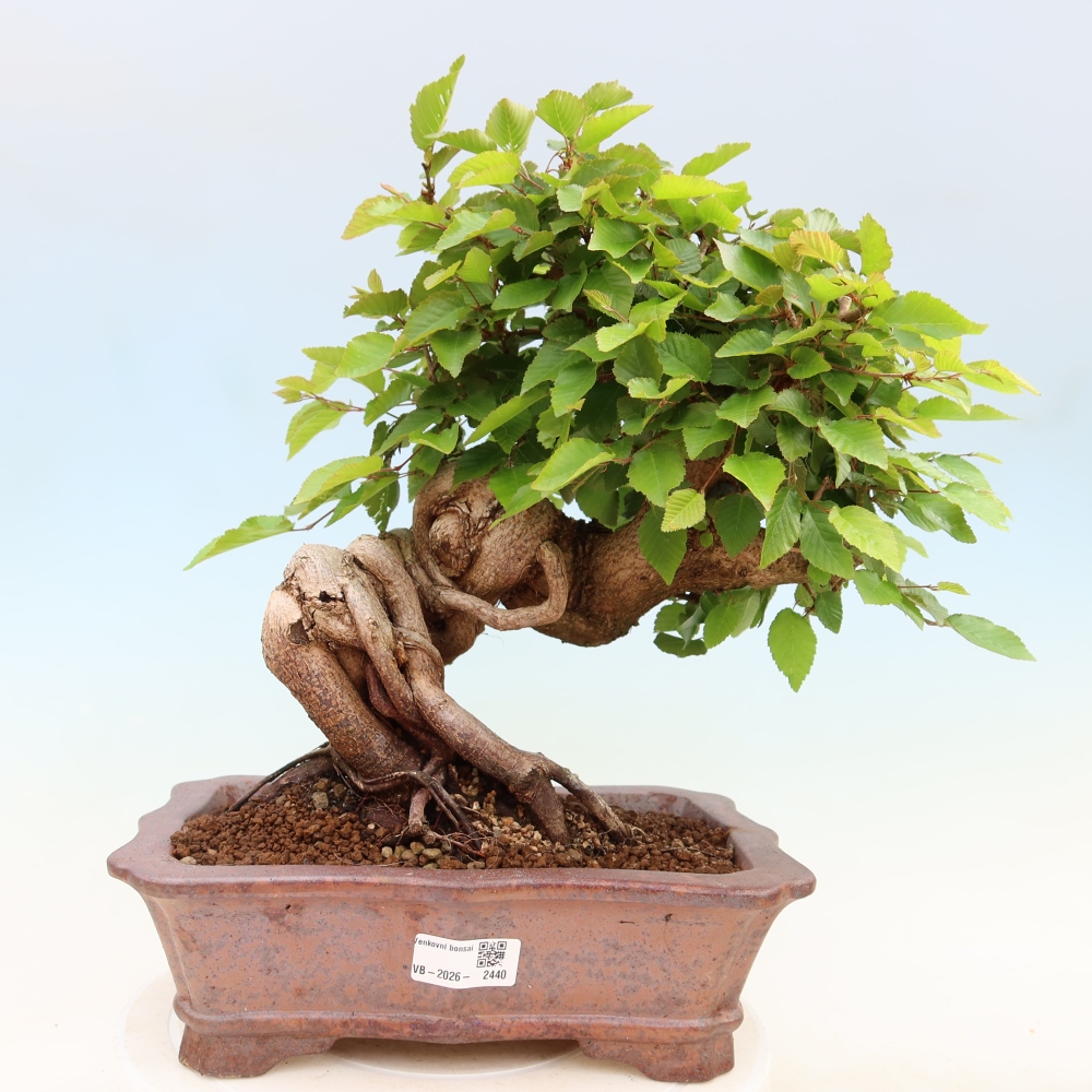 Venkovní bonsai -Carpinus Coreana - Habr korejský