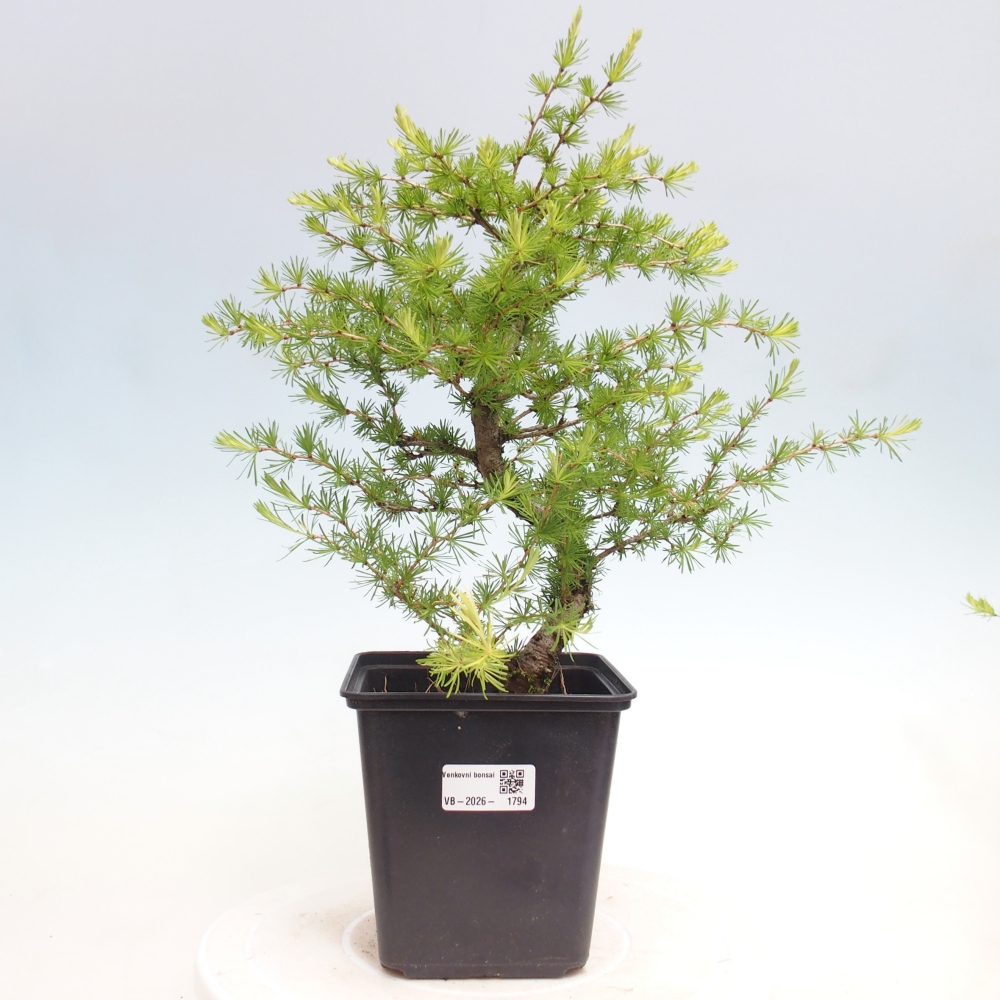 Venkovní bonsai -Larix decidua - Modřín opadavý 