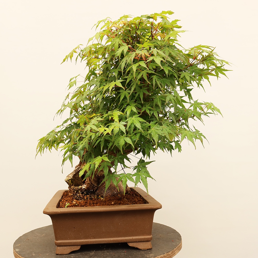 Venkovní bonsai - Javor palmatum  - Javor dlanitolistý