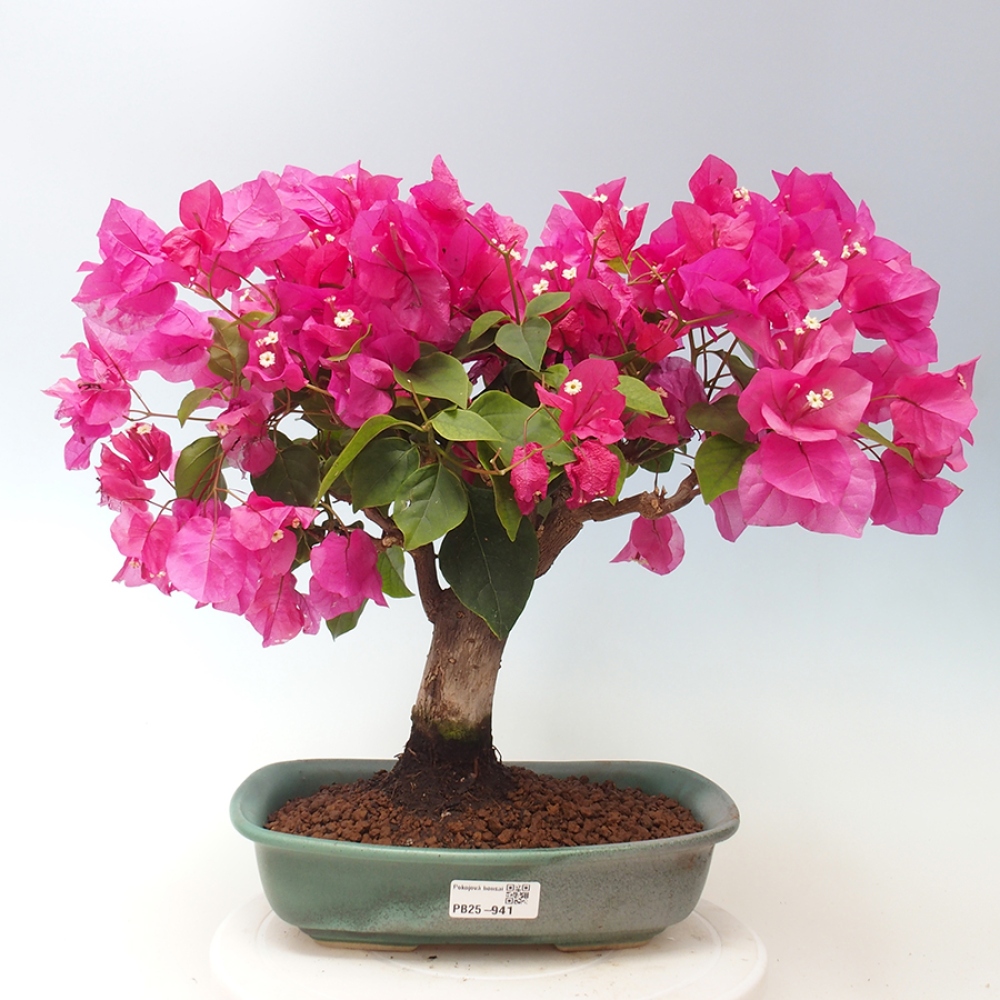 Pokojová bonsai - Bouganwilea
