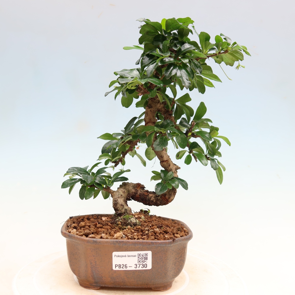 Pokojová bonsai - Carmona macrophylla - Čaj fuki