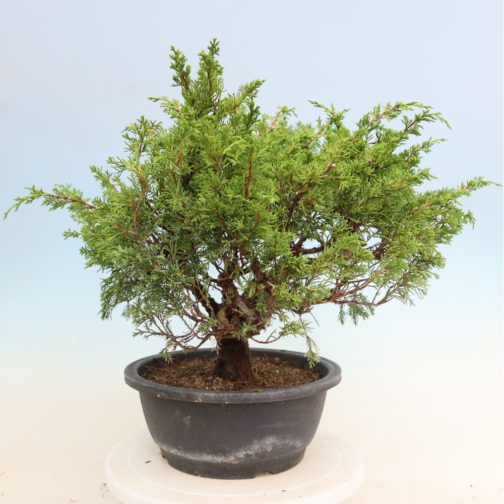 Venkovní bonsai - Juniperus chinensis Itoigawa-Jalovec čínský