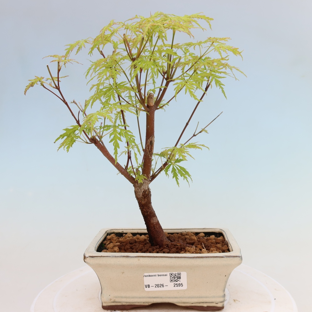 Venkovní bonsai - Acer palmatum Dissectum - Javor dlanitolistý 