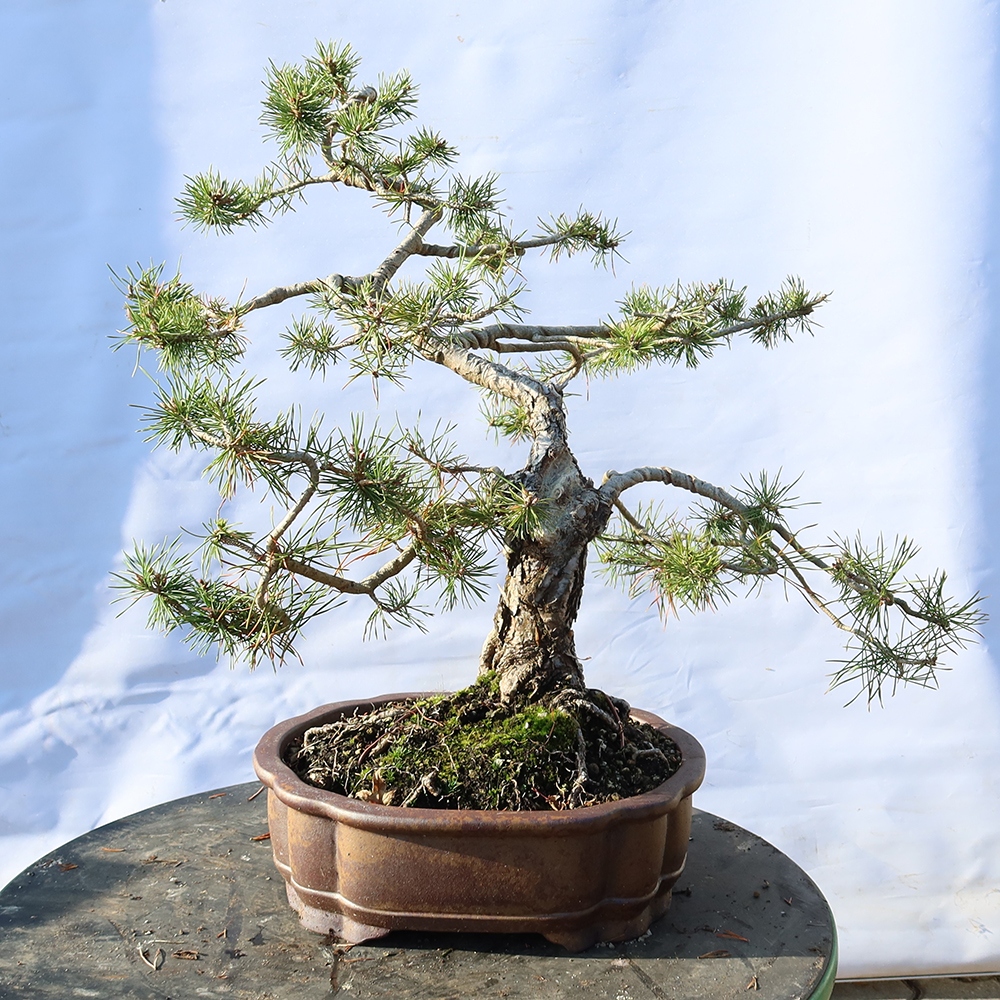 Pinus sylvestris Španělsko - borovice lesní
