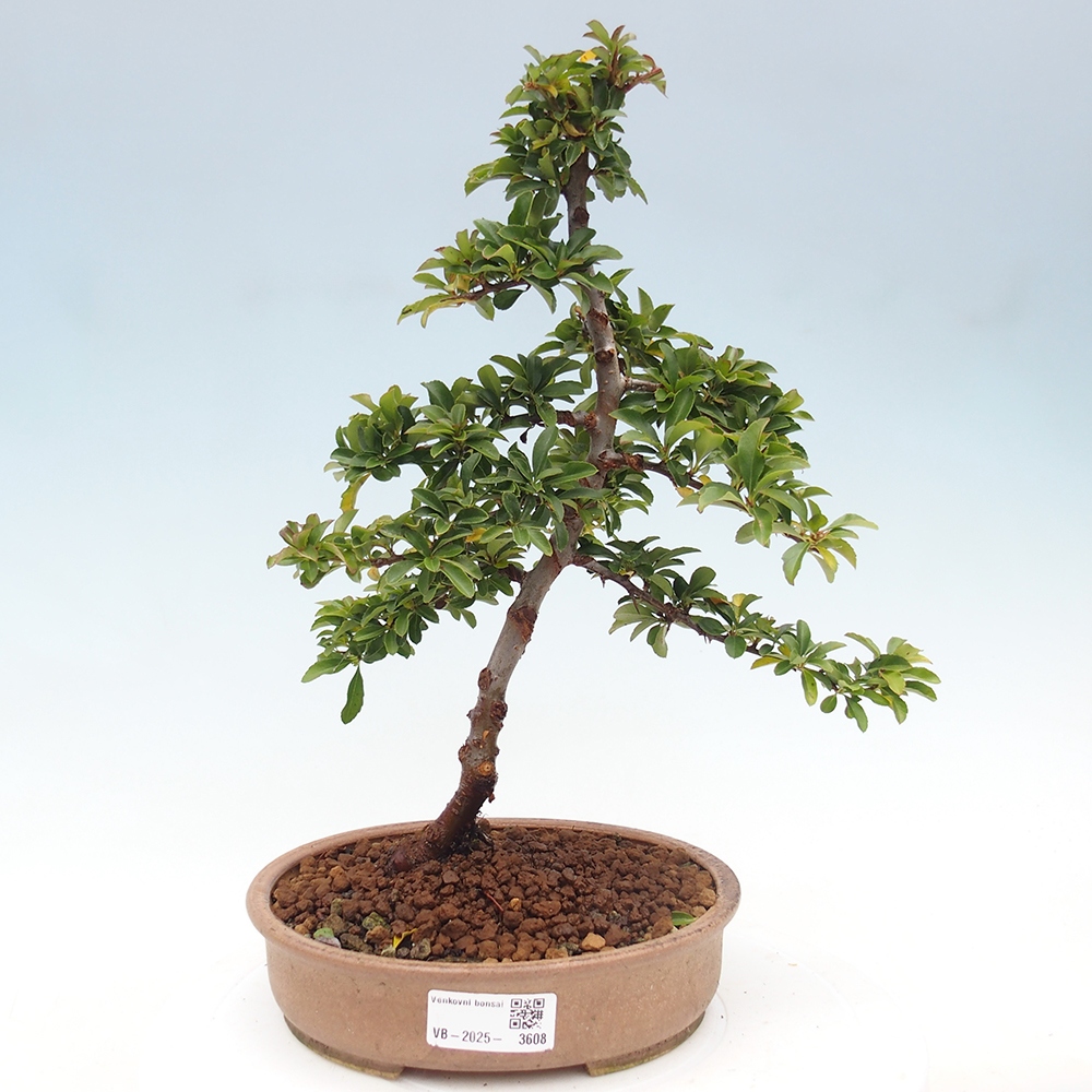 Venkovní bonsai-Pyracanta Teton -Hlohyně