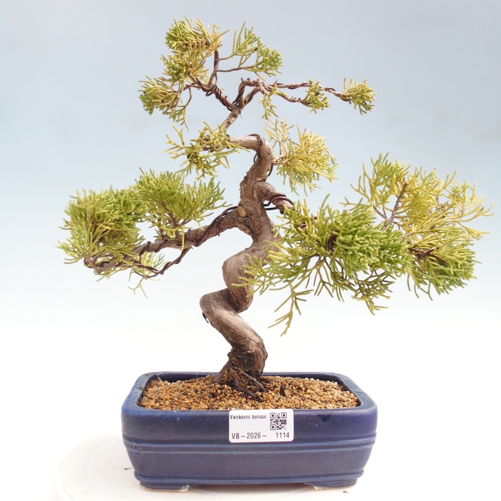 Venkovní bonsai - Juniperus chinensis Kishu -Jalovec čínský