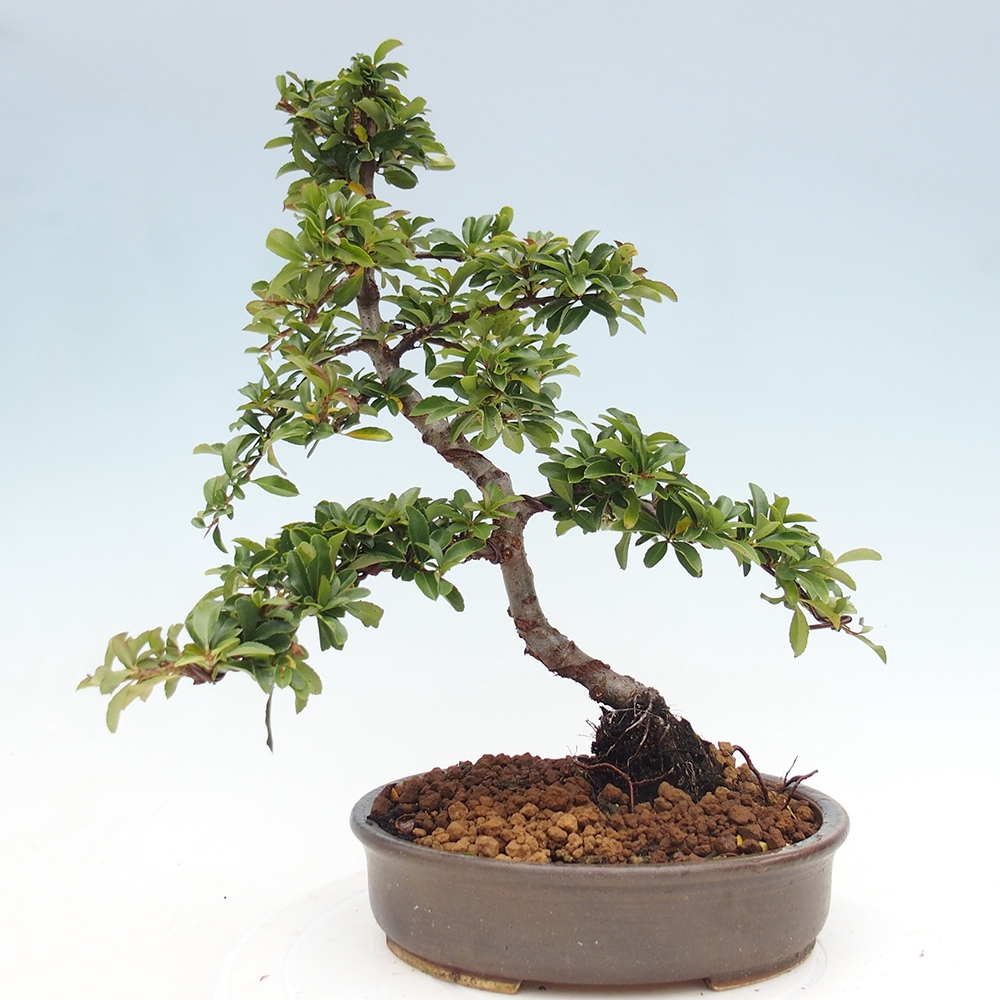 Venkovní bonsai-Pyracanta Teton -Hlohyně
