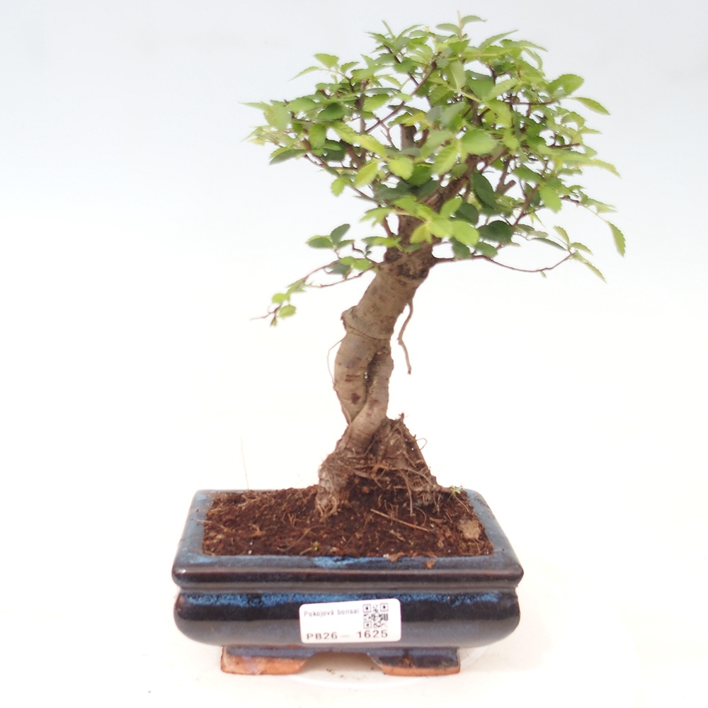 Pokojová bonsai - Ulmus parvifolia - Malolistý jilm