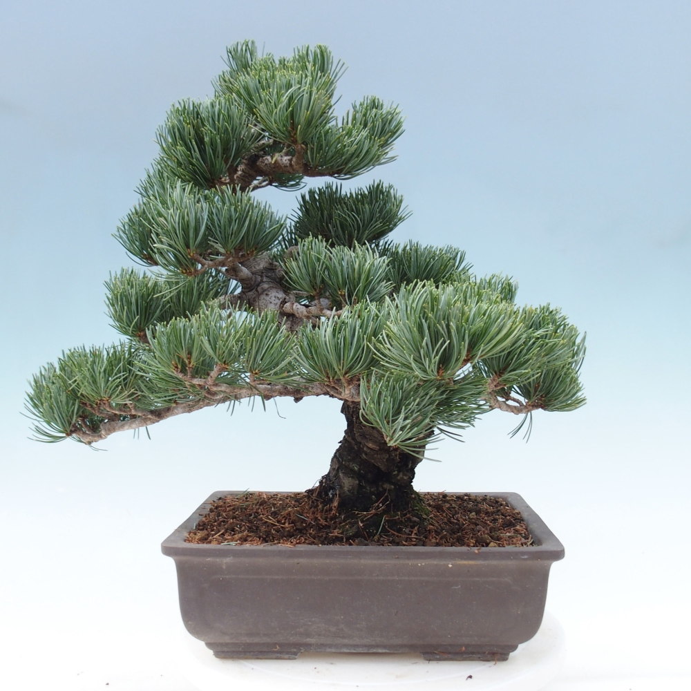 Venkovní bonsai - Pinus parviflora - Borovice drobnokvětá