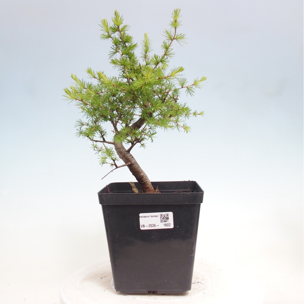 Venkovní bonsai -Larix decidua - Modřín opadavý 