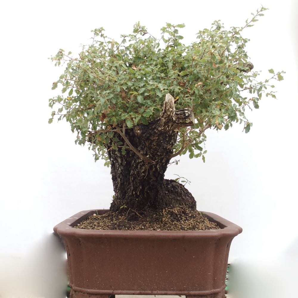 Yamadori - Quercus Ilex -Dub cesmínovitý