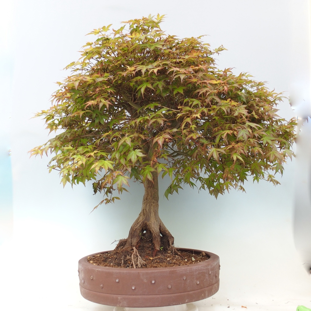 Javor dlanitolistý - Acer palmatum Beni Tsukasa
