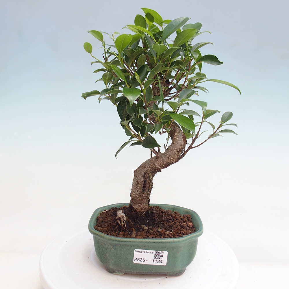 Pokojová bonsai - Ficus retusa -  malolistý fíkus
