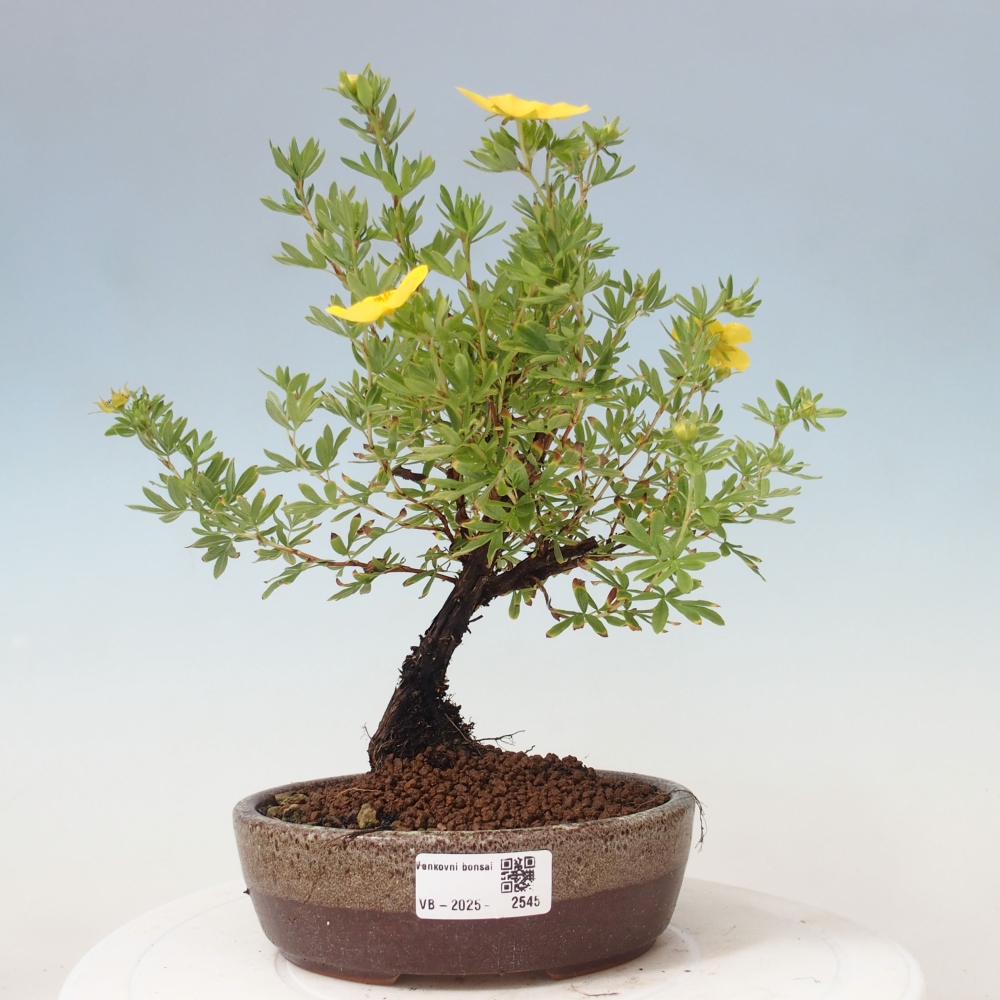 Venkovní bonsai-Mochna křovitá - potentila fruticosa yellow Bird