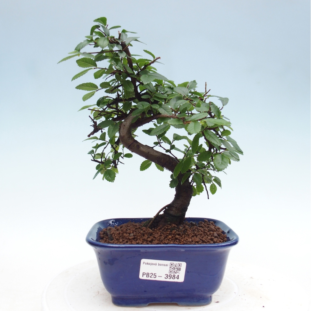 Pokojová bonsai - Ulmus parvifolia - Malolistý jilm