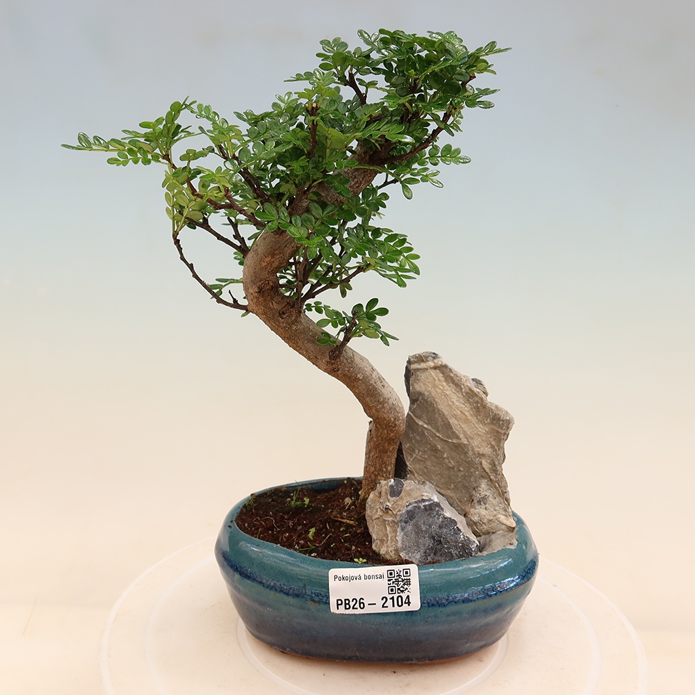 Pokojová bonsai - Zantoxylum piperitum - Pepřovník