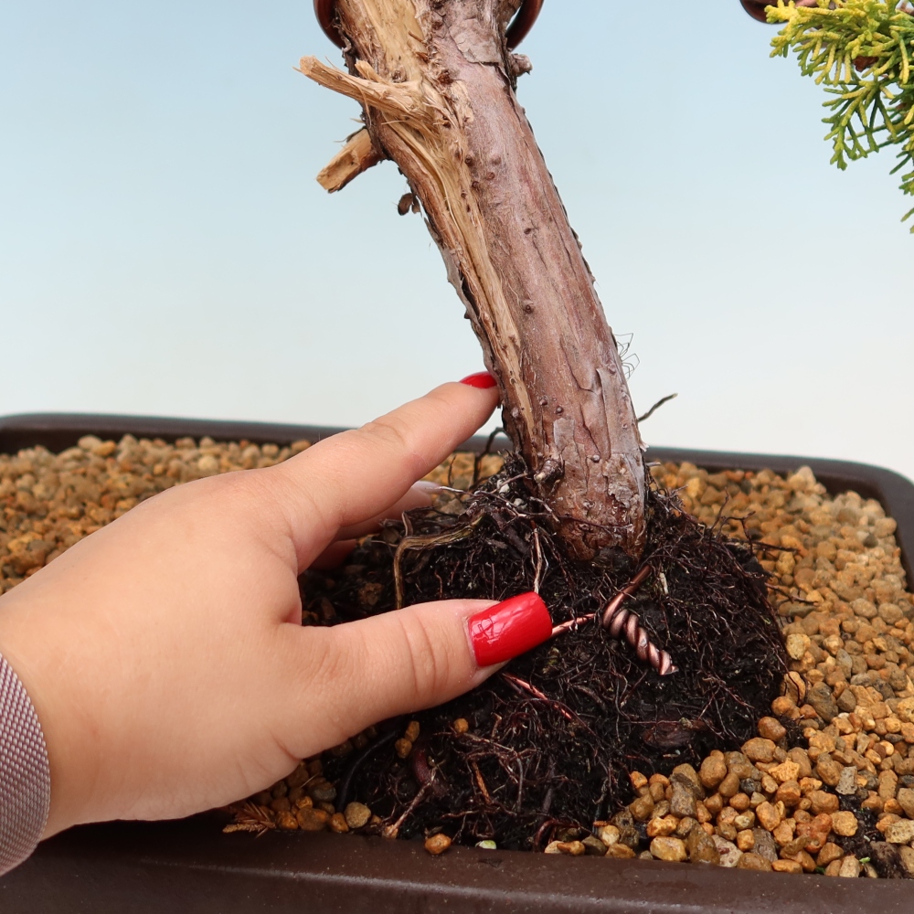 Venkovní bonsai - Juniperus chinensis  aurea - Jalovec čínský zlatý