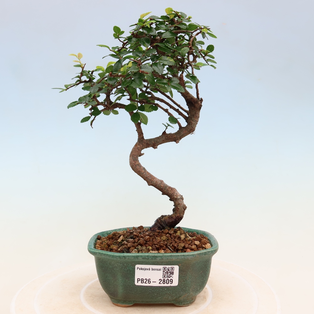 Pokojová bonsai - Ulmus parvifolia - Malolistý jilm