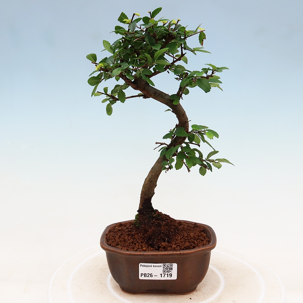 Pokojová bonsai - Ulmus parvifolia - Malolistý jilm