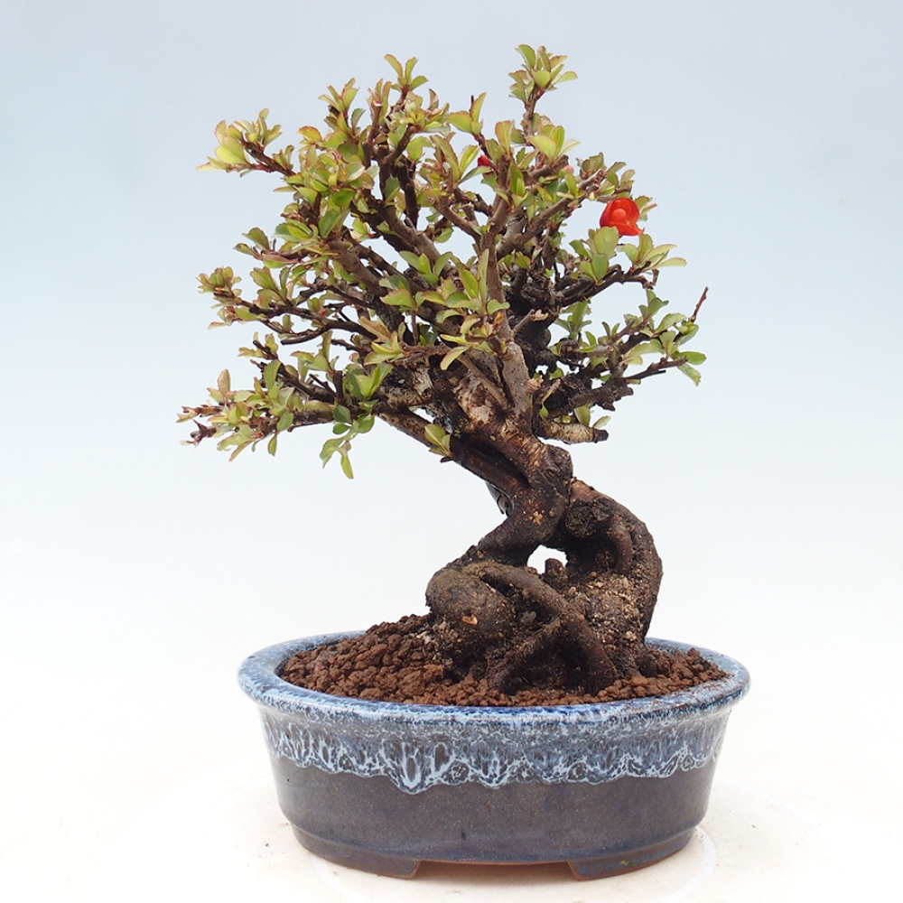 Venkovní  bonsai -  Chaneomeles speciosa - Kdoulovec ozdobný