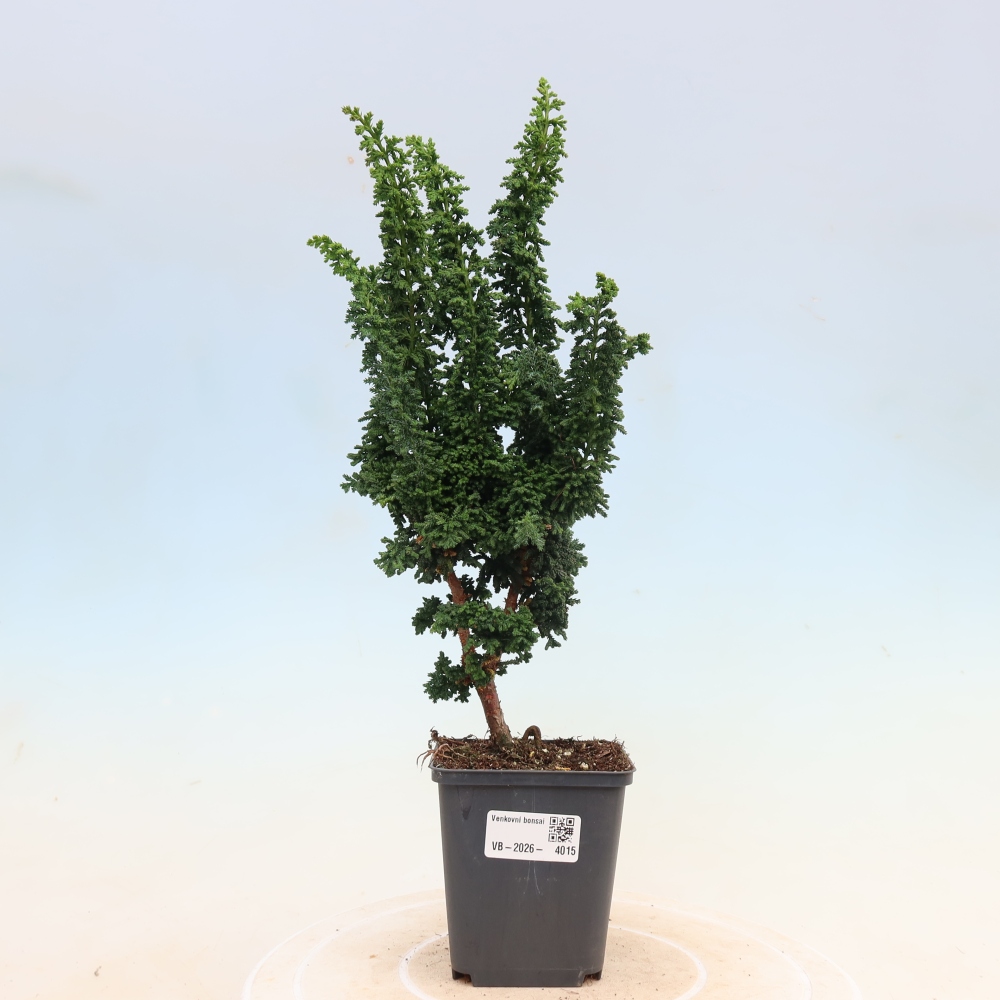 Venkovní bonsai - Cham. obtusa SEKKA HINOKI - Cypřišek