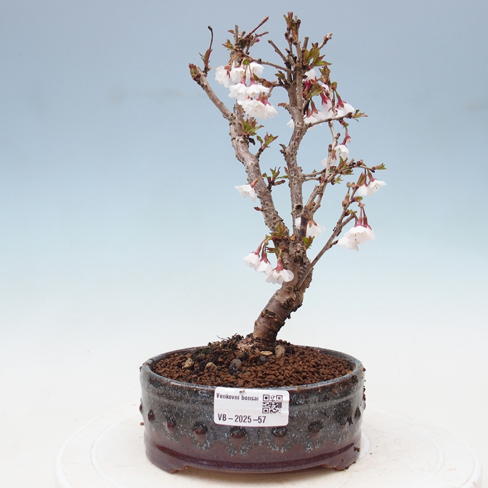 Venkovní bonsai - Prunus incisa Kojou-no mai-Slivoň vyříznutá