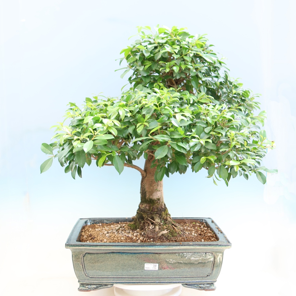 Pokojová bonsai - Australská třešeň - Eugenia uniflora 
