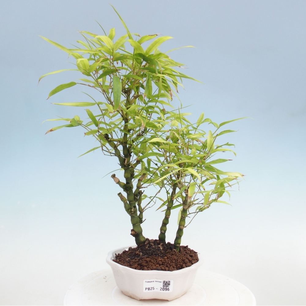 Pokojová bonsai - Bambus budha-Bambus budhovo břicho