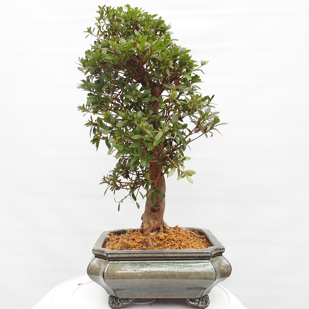 Venkovní bonsai - Japonská azalka - Azalea satsuki