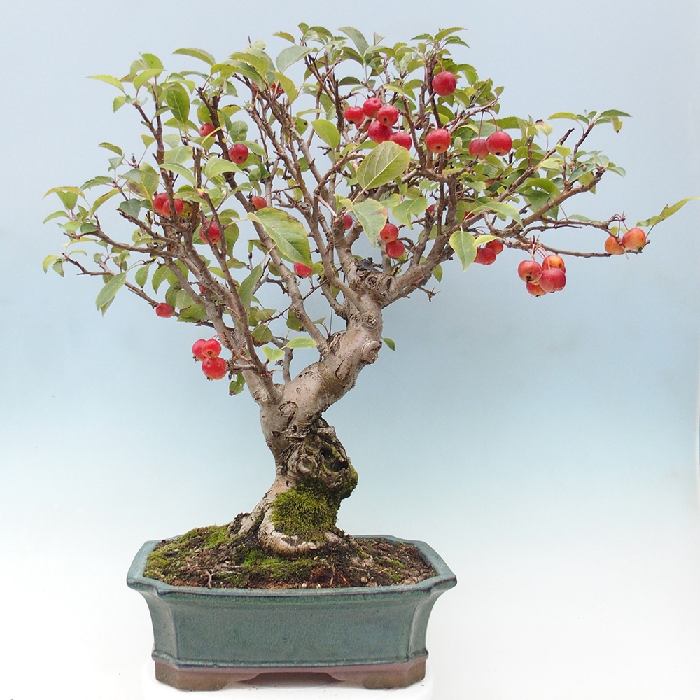 Venkovní bonsai -Malus halliana - Maloplodá jabloň