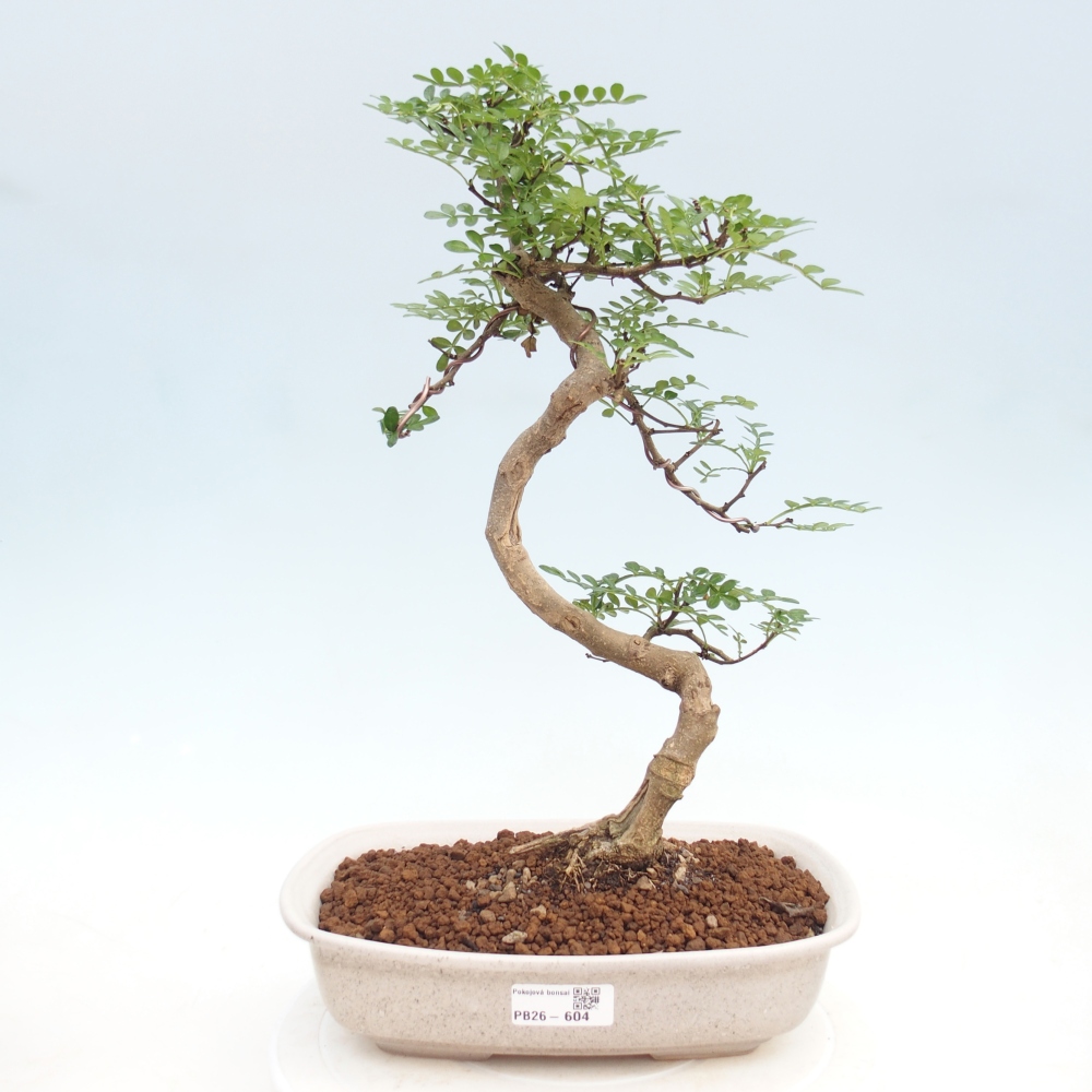 Pokojová bonsai - Zantoxylum piperitum - pepřovník