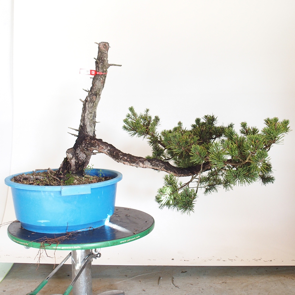 Yamadori - Pinus sylvestris Španělsko