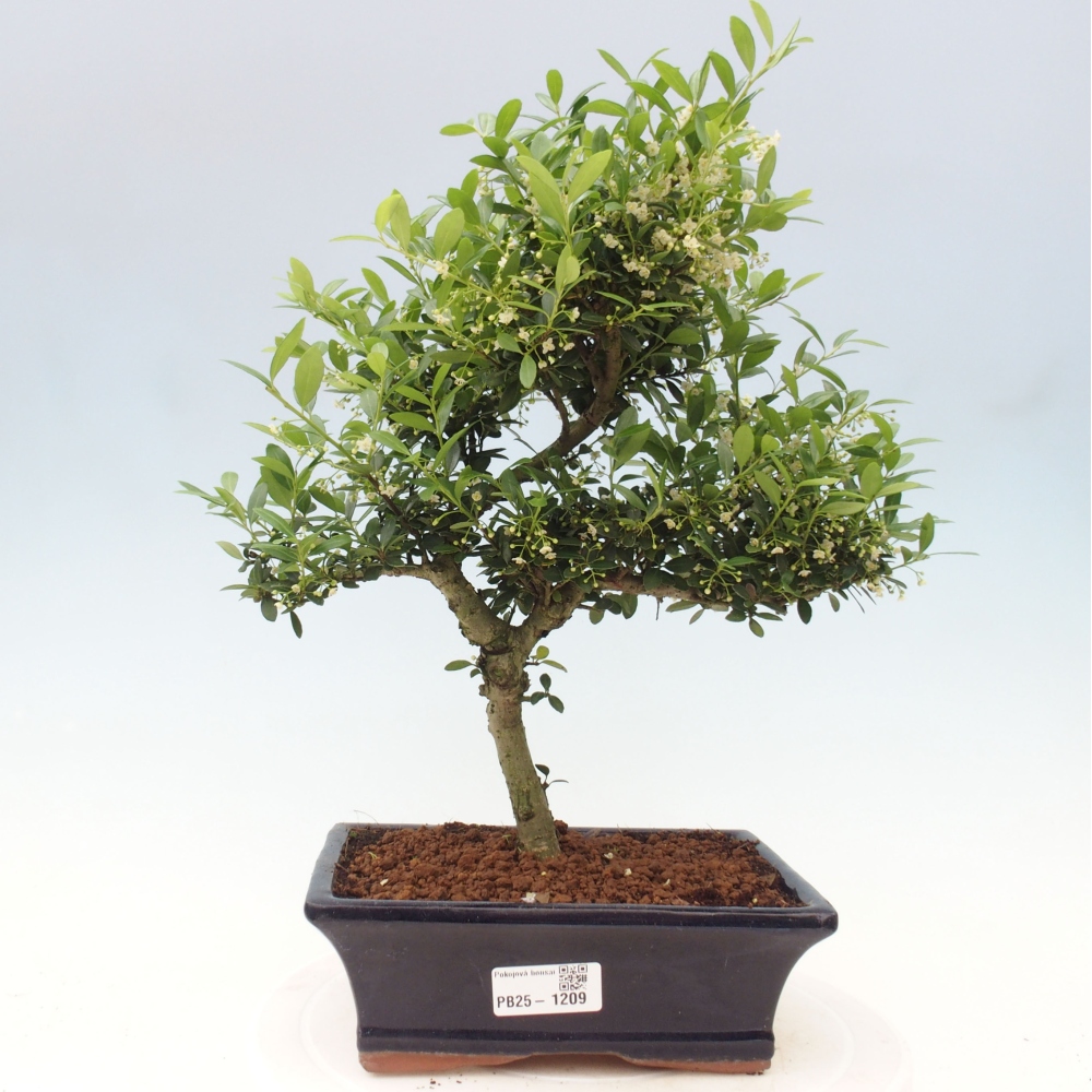 Pokojová bonsai - Ilex crenata - Cesmína