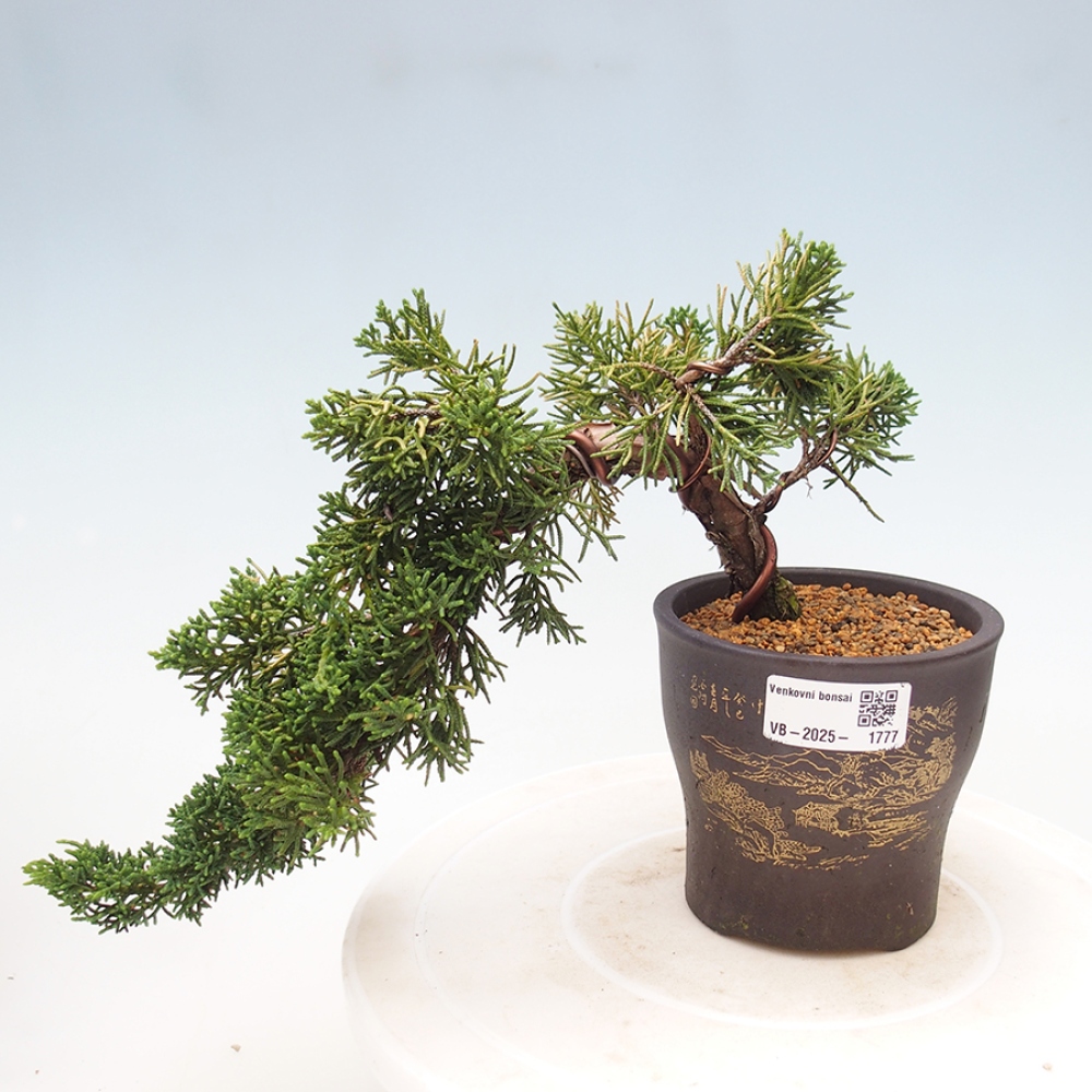 Venkovní bonsai - Juniperus chinensis Kishu -Jalovec čínský